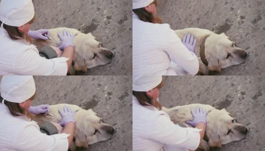 兽医为预防狂犬病做了一针高清在线视频素材下载