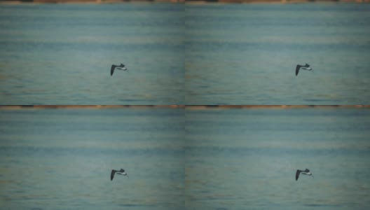 船在港口。海鸥在港区的水面上飞翔。特写镜头高清在线视频素材下载
