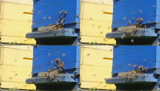 在一个阳光明媚的日子里，蜂房附近的蜂房里的蜜蜂高清在线视频素材下载