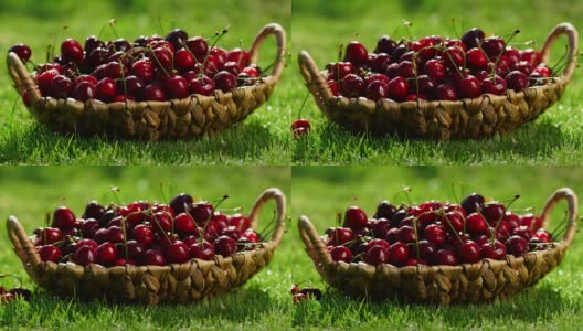 红色樱桃浆果的特写镜头，从篮子里拿起一只手站在绿色的草地上高清在线视频素材下载