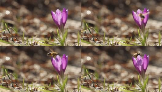 春天在番红花上飞来飞去的蜜蜂高清在线视频素材下载