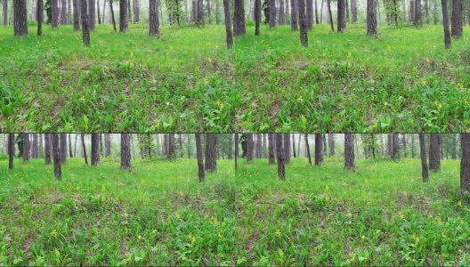 多莉拍摄了美丽的春天的森林和鲜花。高清在线视频素材下载