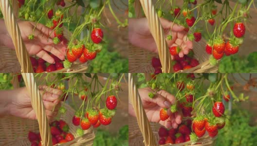 在篮子里摘草莓高清在线视频素材下载