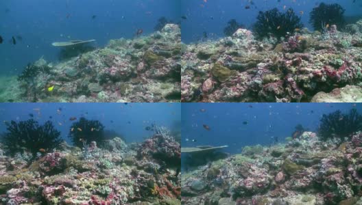 水下珊瑚礁景观。马尔代夫。高清在线视频素材下载