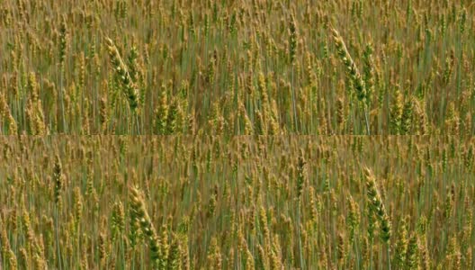 风儿在绿黄未熟的麦穗上沙沙作响高清在线视频素材下载