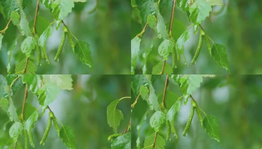 桦树特写夏雨后高清在线视频素材下载