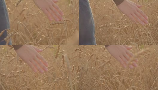 农夫的手在金黄的麦田里轻轻抚摸着麦穗的慢动作高清在线视频素材下载
