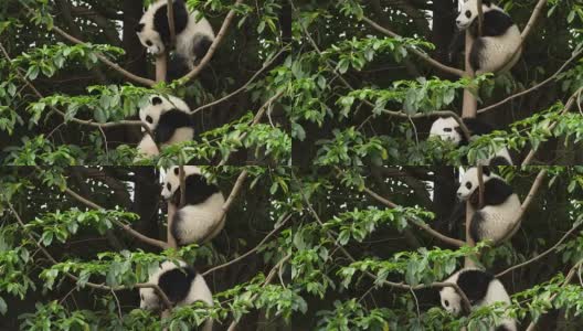 树上的两只可爱的熊猫宝宝，4k高清在线视频素材下载