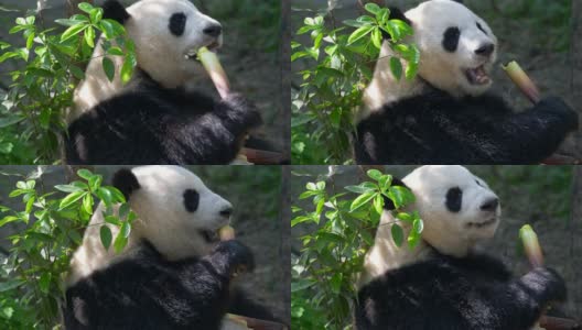 大熊猫吃竹子。4 k, UHD高清在线视频素材下载
