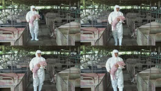 4k视频亚洲兽医在工厂养猪场照顾和饲养一头猪的场景，家畜和家畜的概念高清在线视频素材下载