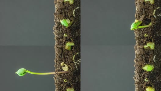 在黑色背景下，酸大豆从豆芽中生长的垂直时间为4k的地下和地上视图。大豆生长。垂直时间推移比例在9:16手机和社交媒体就绪。高清在线视频素材下载