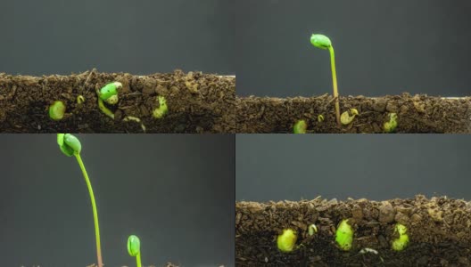 3个豆芽在地上生长的4K延时视频，以黑色背景拍摄。高清在线视频素材下载