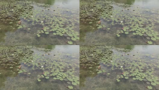 绿色的荷叶和白色的荷花在绿色的池塘或满是鱼的湖中高清在线视频素材下载
