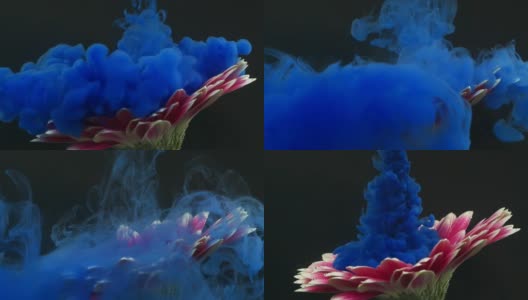非洲菊花和蓝色墨水水下高清在线视频素材下载