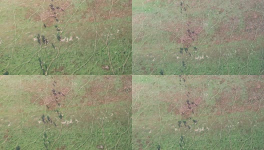4k鸟瞰图，大群南非水牛在草地上奔跑高清在线视频素材下载