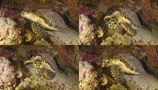 晚上在珊瑚下休息的玳瑁海龟高清在线视频素材下载