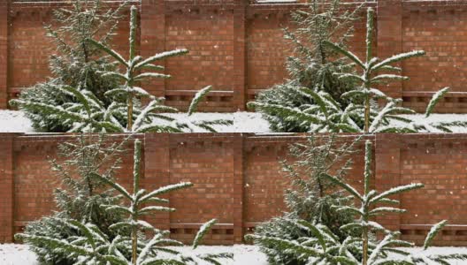 冬天院子。雪花落在一棵年轻的圣诞树上。新年的心情。大自然装饰了树枝。白雪覆盖的植物在砖墙的房子的背景。高清在线视频素材下载