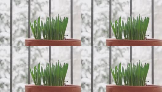 2月阳台上的一盆水仙花。下雪高清在线视频素材下载
