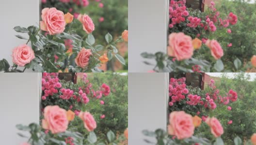 阳台上的粉红玫瑰高清在线视频素材下载