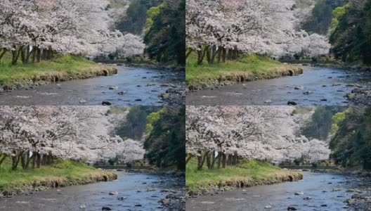 樱花、樱花都盛开在日本的春江两岸高清在线视频素材下载