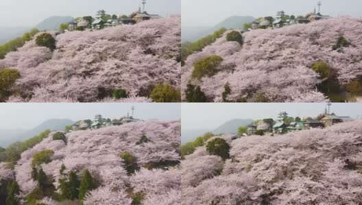 无人机拍摄的樱花在三代市朝山森林公园，香川县高清在线视频素材下载