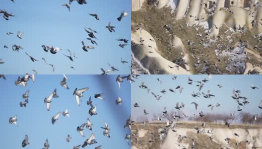慢镜头鸽子群与蓝色的云背景高清在线视频素材下载