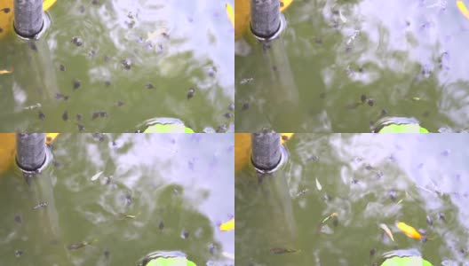 蝌蚪和鱼儿在绿色的水中游泳高清在线视频素材下载