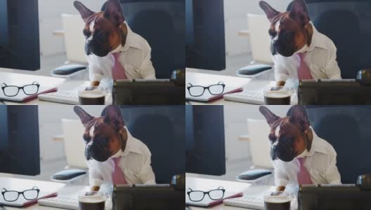 一只法国斗牛犬坐在办公室里看电脑屏幕高清在线视频素材下载