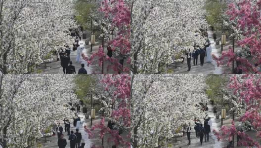 海棠花在北京盛开，非常美丽高清在线视频素材下载