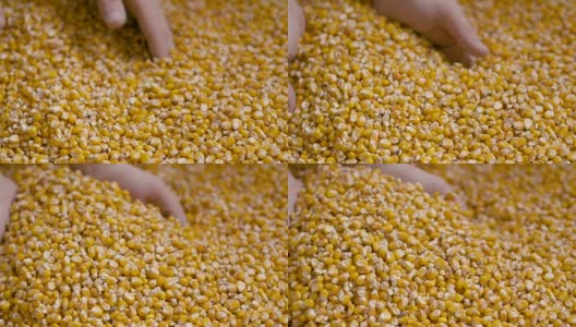 农民手中的玉米。高清在线视频素材下载