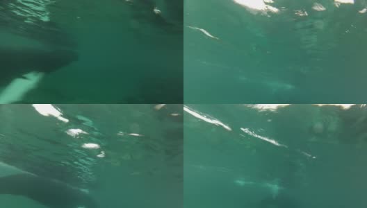 座头鲸水下特写高清在线视频素材下载