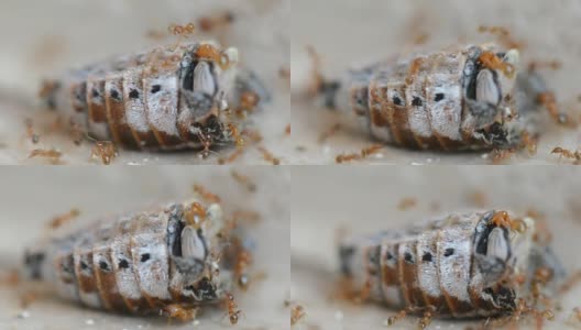 蚁群红蚂蚁肢解和吃甲虫特写高清在线视频素材下载
