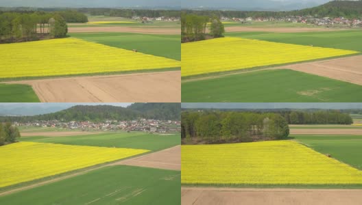 天线:农村农田里郁郁葱葱的黄色油菜和绿色的麦草田高清在线视频素材下载