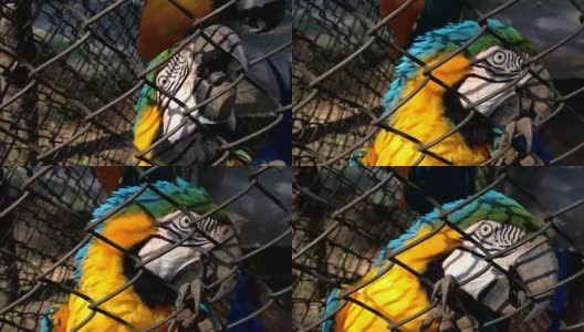 Papagaio。鸟笼里的鹦鹉高清在线视频素材下载