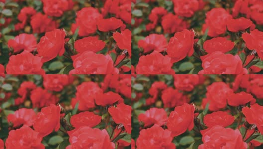 粉红色的玫瑰在花园中，娇嫩的玫瑰在花园里生长高清在线视频素材下载