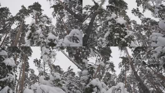 冬天白雪覆盖的forest_9高清在线视频素材下载