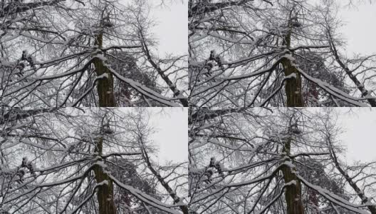 冬季雪林树木高清在线视频素材下载