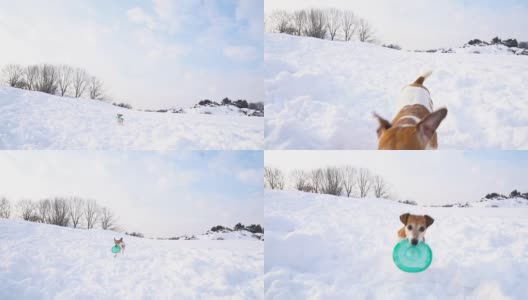 下雪的冬天的游戏。那只狗叼着飞盘跑。DLSR摄像机慢动作录像画面高清在线视频素材下载