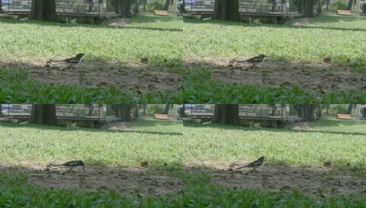 鸟在公园吃昆虫高清在线视频素材下载