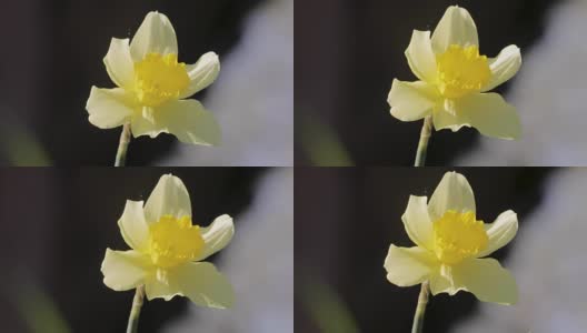 春天黄色水仙的花蕾高清在线视频素材下载