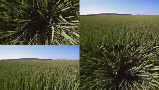 从上面看绿色的小麦。相机从底部上升到顶部。用无人机拍摄，摄像机从顶部观察小麦。小麦随风摆动高清在线视频素材下载