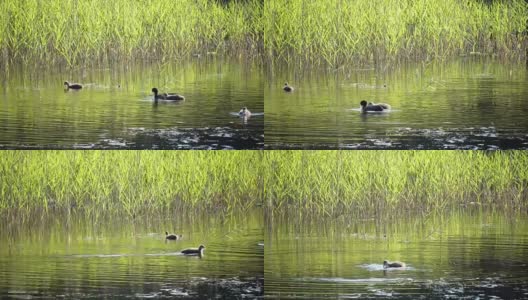 在阳光明媚的日子里，一只小鸭子浮在水面上，在水中嬉戏高清在线视频素材下载