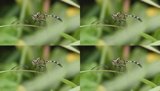 蜻蜓在自然界中高清在线视频素材下载