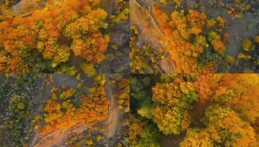 顶视图的秋天落叶森林在日落。秋天的橡树林。高清在线视频素材下载