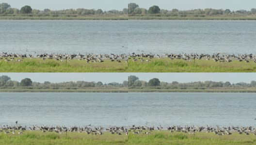 德国湖上秋季迁徙的灰鹅群高清在线视频素材下载