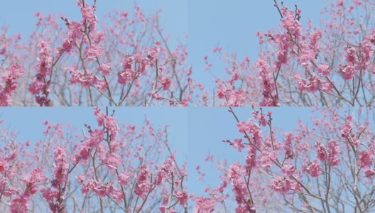 日本红梅，昭和纪念公园，东京，日本高清在线视频素材下载