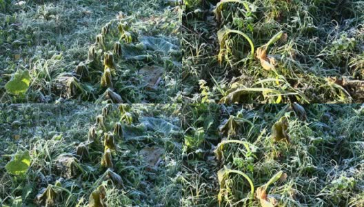致命的冷冻西葫芦植物叶子在花园的第一次秋天霜冻。倾斜下来。4 k高清在线视频素材下载
