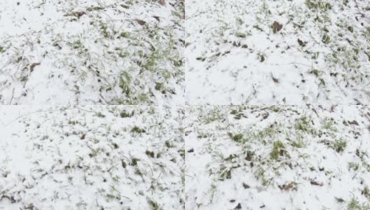 雪下的草坪草高清在线视频素材下载