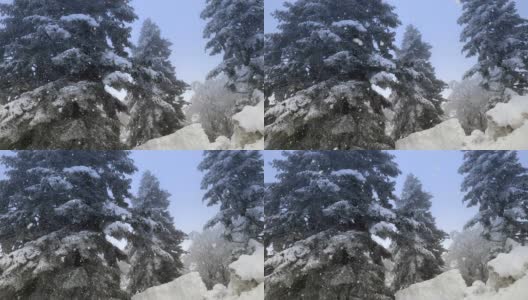 在暴风雪股票视频的冬天，雪花落在雪上的云杉树上高清在线视频素材下载