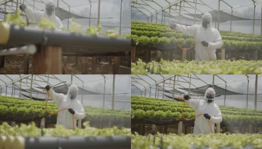 拉丁美洲的工人穿着保护性的工作服在温室里熏蒸农作物高清在线视频素材下载